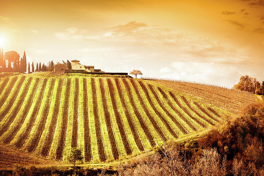 Vineyards At Sunset, Beautiful Tuscany Photograph by Giorgiomagini
