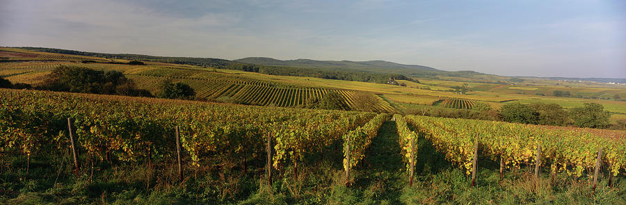 Wine Photograph - Vineyards Close To The Town Of Geisenheim, Rheingau, Hesse, Germany by Hendrik Holler