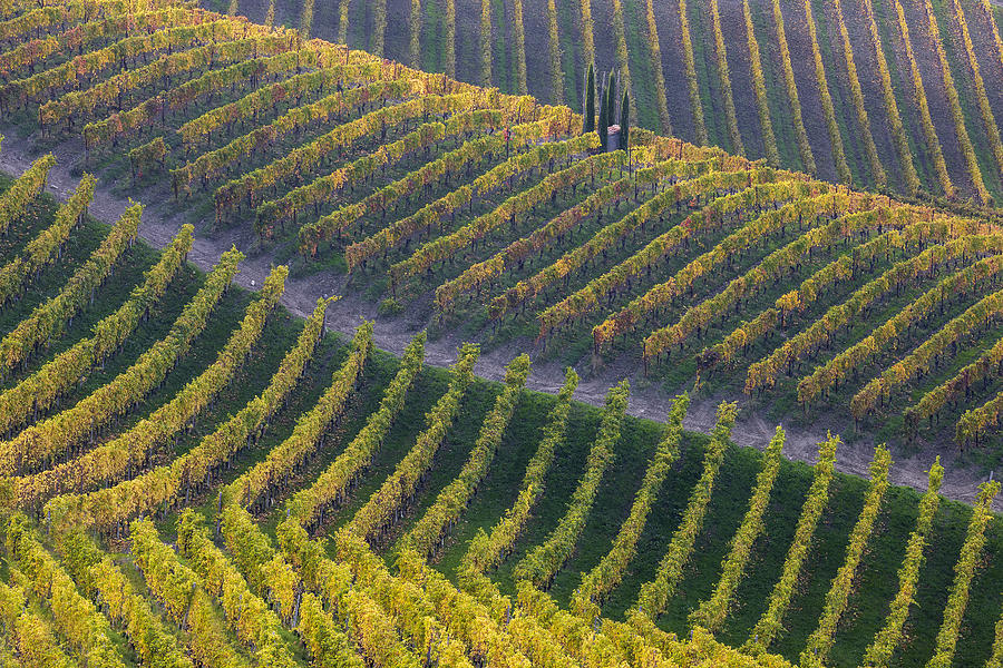 Wine Photograph - Vineyards by Fiorenzo Carozzi
