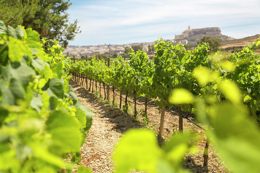 Vineyards, Gozo, Malta Digital Art by Nicolo Miana