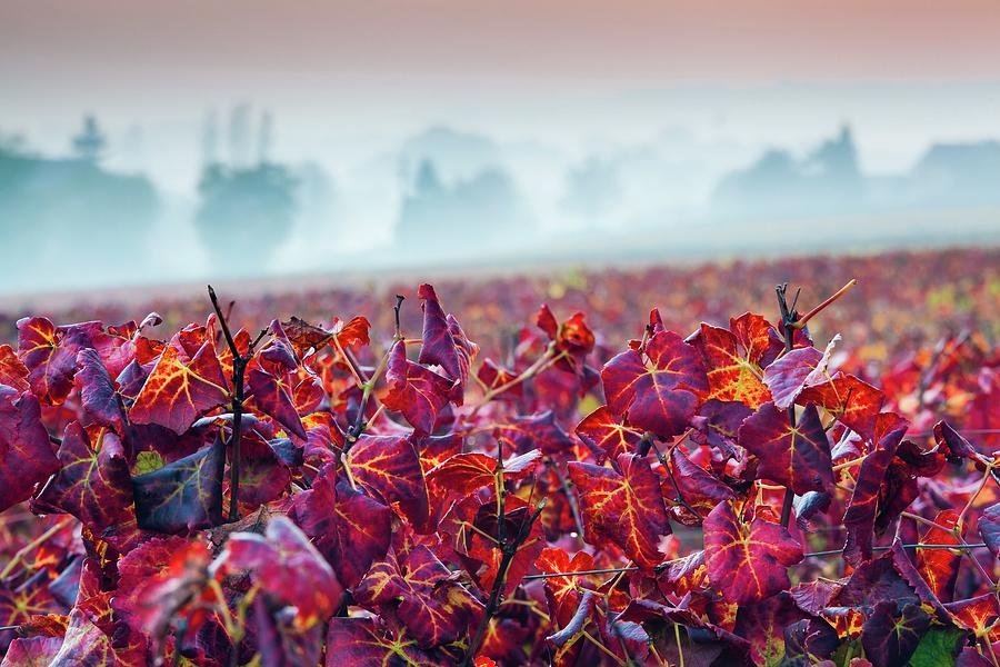 Vineyards In Autumn Digital Art by Olimpio Fantuz