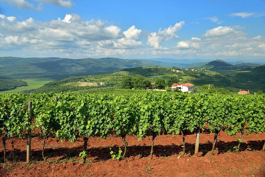 Vineyards In Istria, Croatia Digital Art by Franco Cogoli