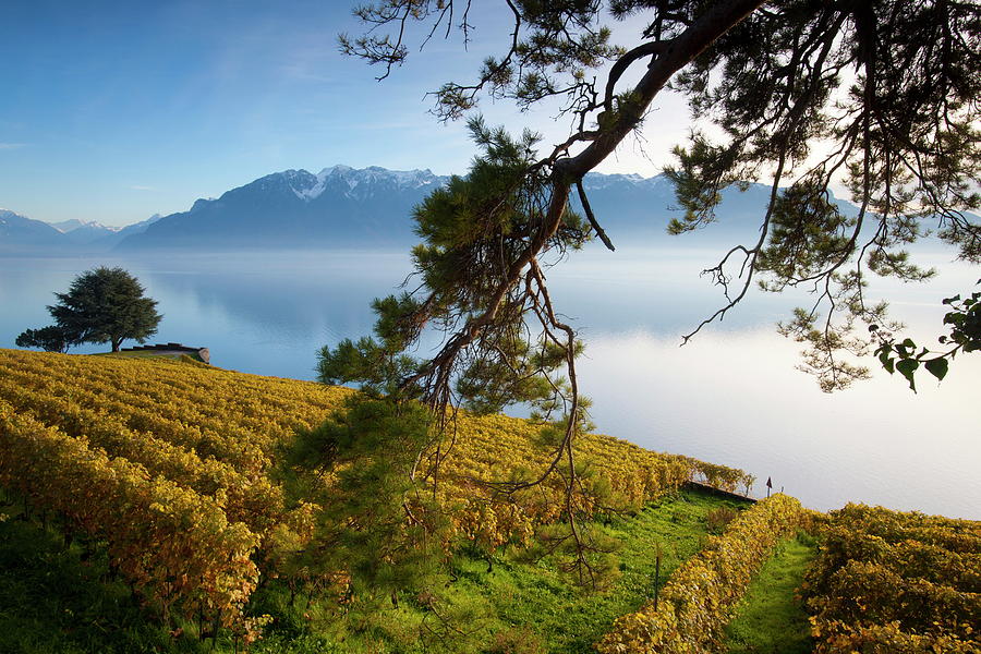Vineyards In Lavaux, Switzerland Digital Art by Roland Gerth