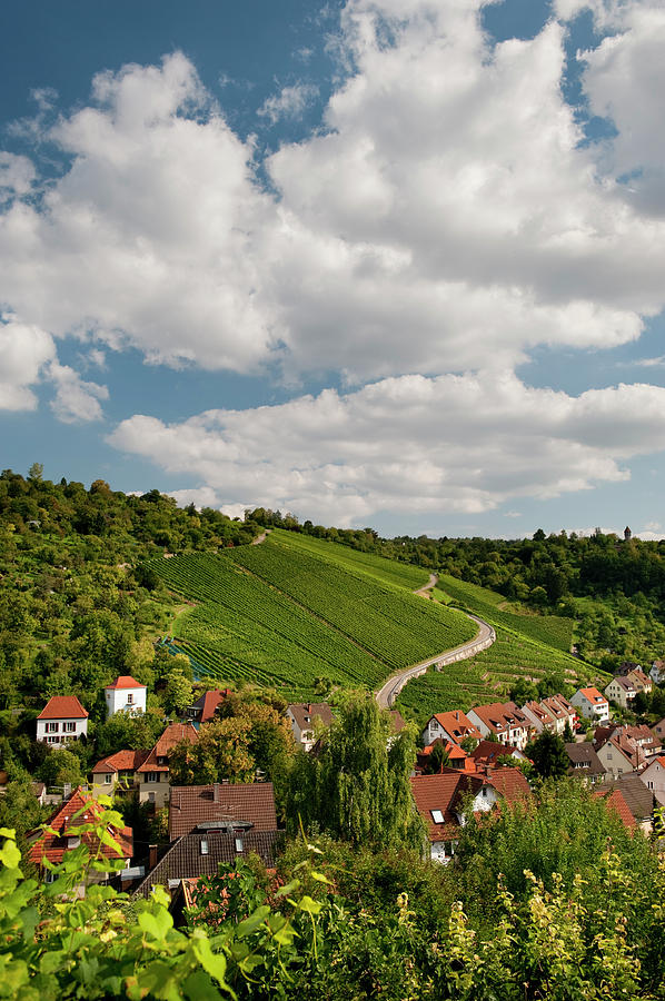 Vineyards In Oberturkheim Photograph by Thomas Winz