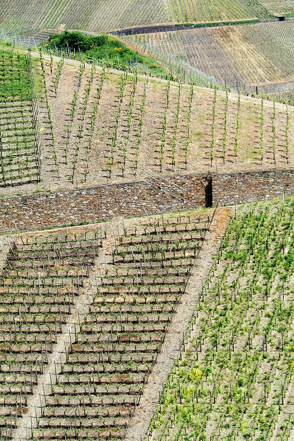 Vineyards In The Ahr Valley, Germany Photograph by Chris Schfer
