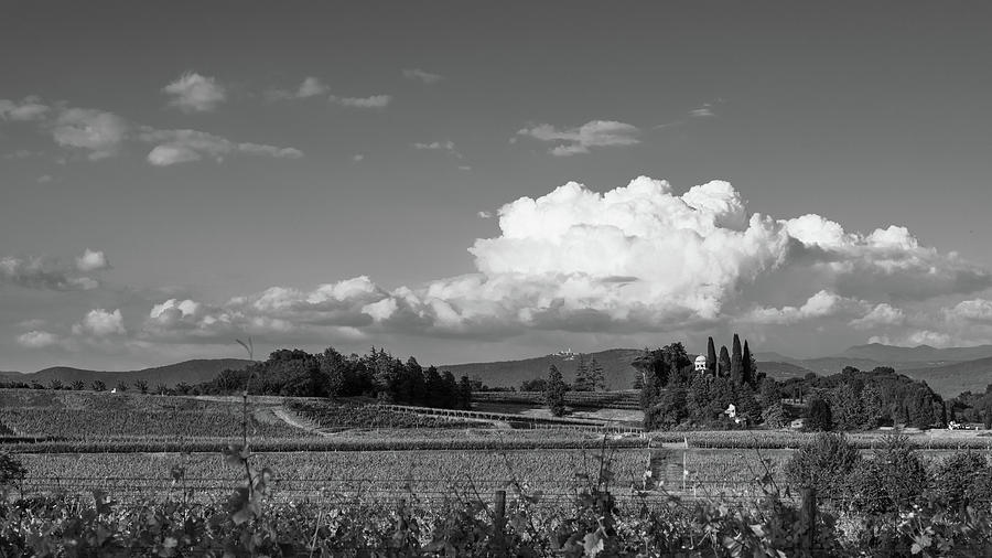 Vineyards In The Collio Hills. Friuli Black And White Photograph
