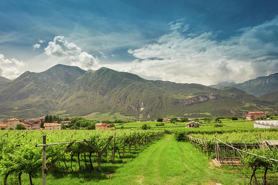 Vineyards In Trento Photograph