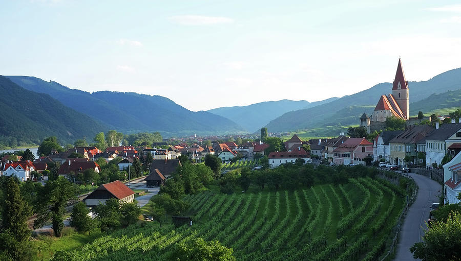 Vineyards In Weissenkirchen On The Photograph by David Epperson