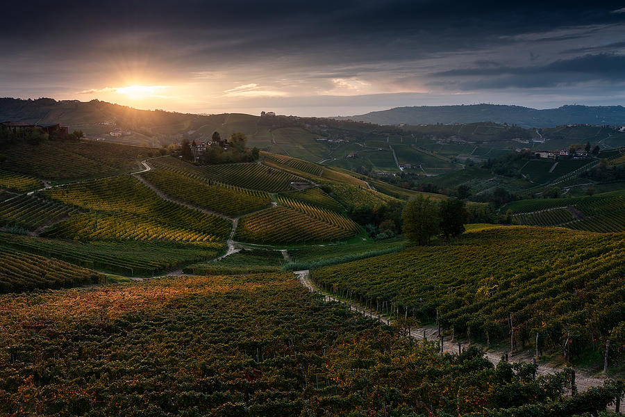Landscape Photograph - Vineyards by Marco Galimberti
