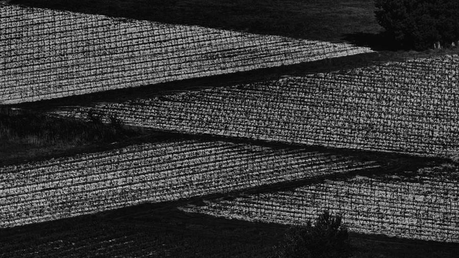 Abstract Photograph - Vineyards by Maryse Dardaillon
