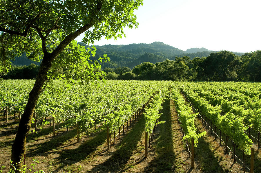 Vineyards, Napa Valley, California Photograph by Alacatr