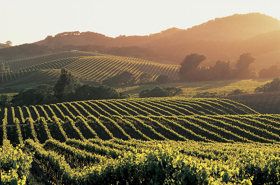 Vineyards, Napa Valley, California, Usa Photograph by Andrew Gunners