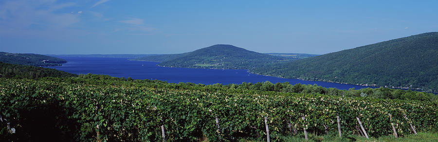 Vineyards Near A Lake, Canandaigua Photograph by Panoramic Images