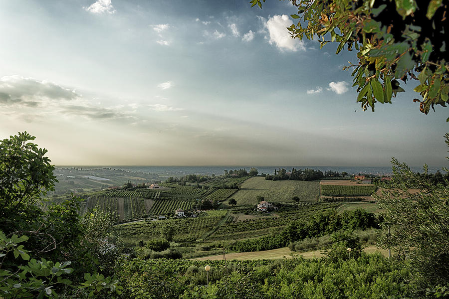 Vineyards on  hills at sunset Photograph by Vivida Photo PC