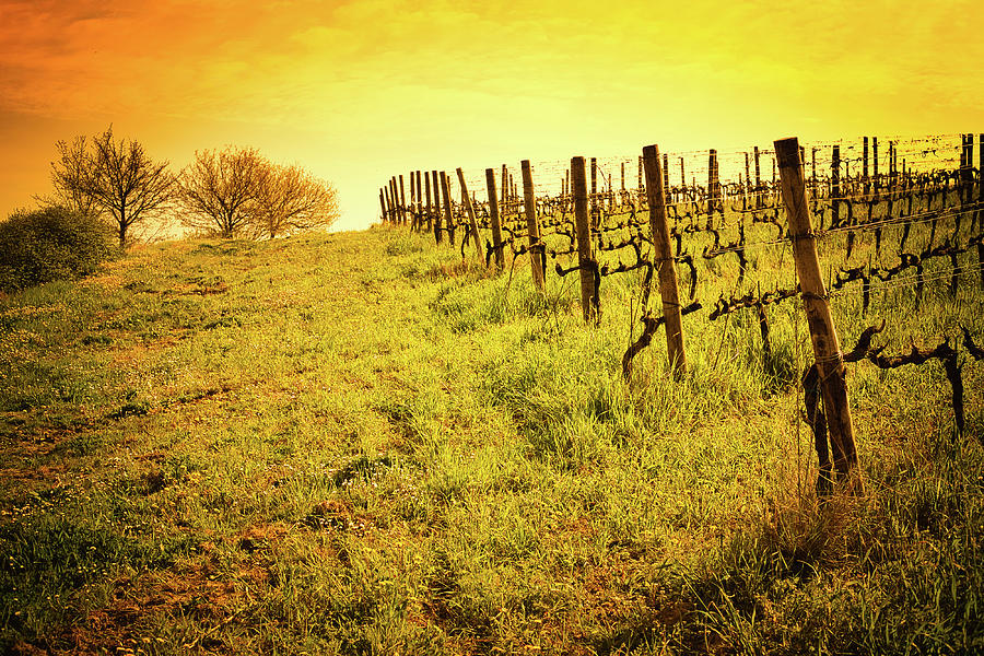 Vineyards On Rolling Hills Photograph by Vivida Photo PC