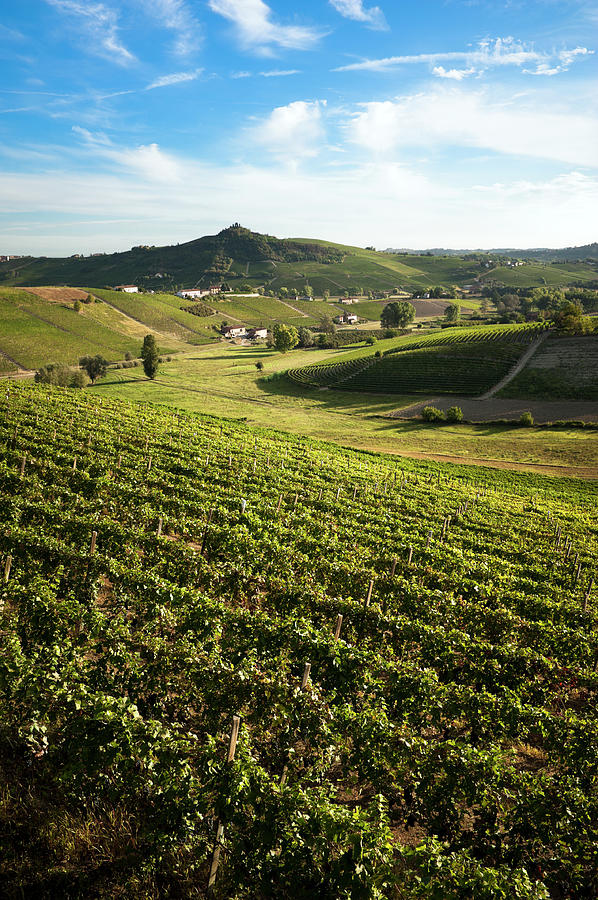Vineyards Photograph by Scacciamosche