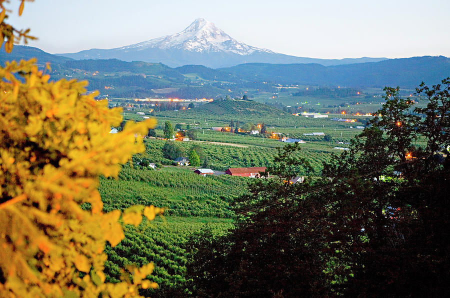 Fall Digital Art - Vineyards With Mt Hood, Oregon by Laura Zeid