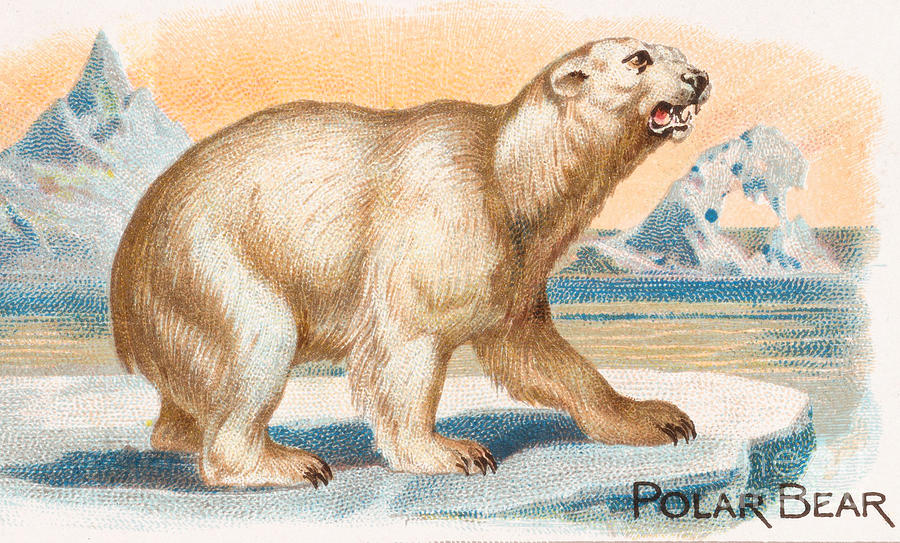 Vintage 1890s Victorian Allen and Ginter Polar Bear Painting by Peter Ogden