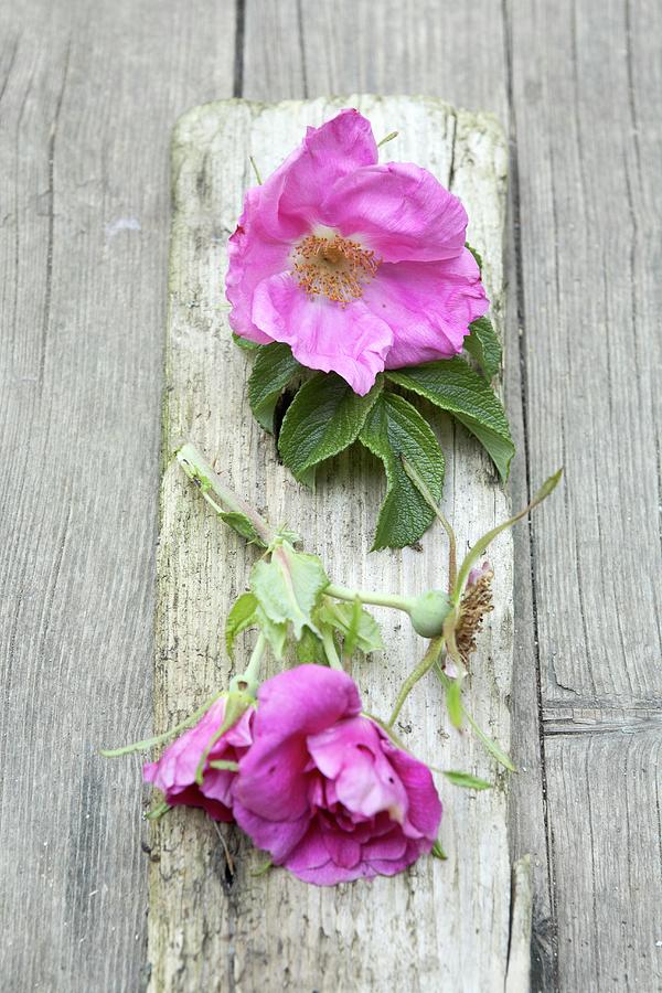 Vintage Ambiance; Lilac Dog Roses On Weathered Wooden Slat Photograph by Heidi Frhlich