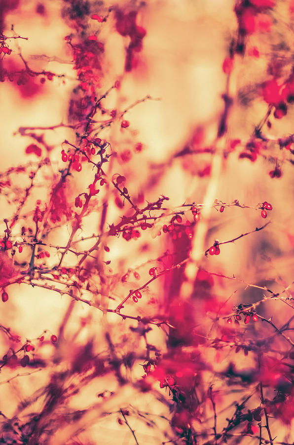 Vintage Autumn I by Anne Leven Vintage Autumn I by Anne Leven