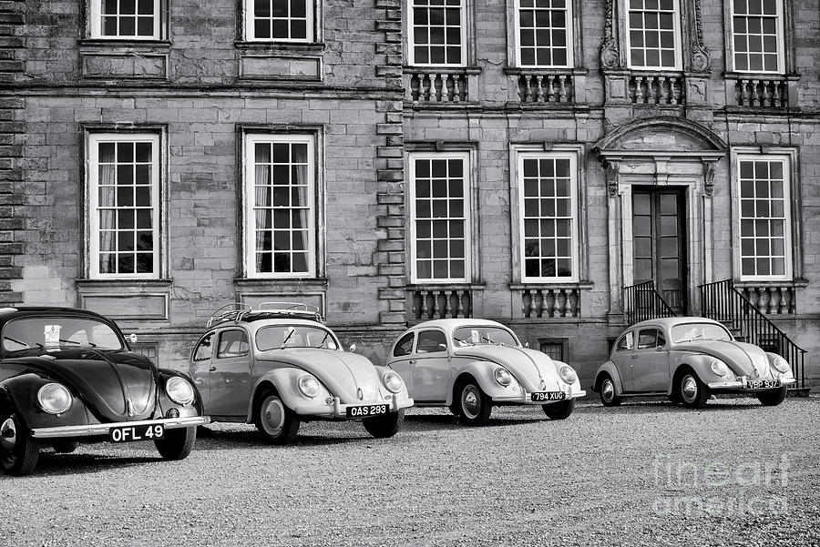 Vintage Beetles Photograph by Tim Gainey