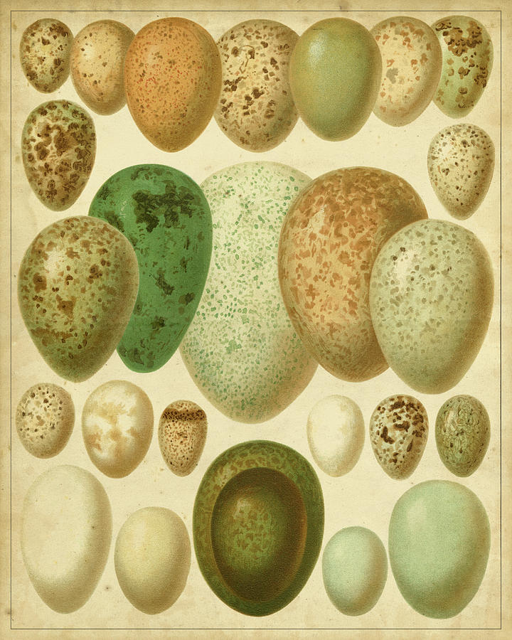 Vintage Bird Eggs II Painting by Meyers