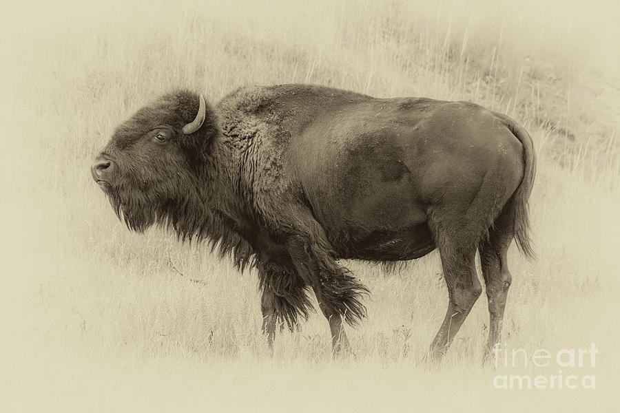 Vintage Bison I Photograph by Harriet Feagin Photography