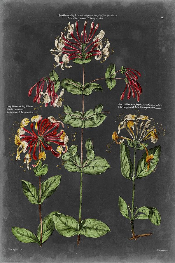 Vintage Botanical Chart I Painting by Vision Studio - Fine Art America