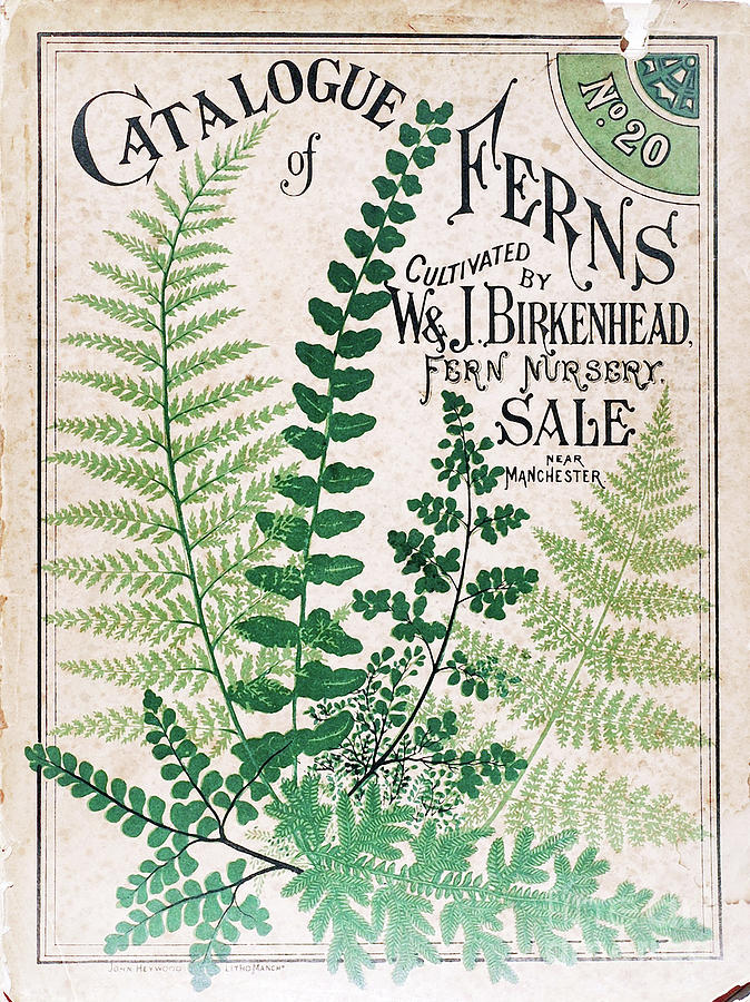 Vintage Botanical Ferns Painting by Mindy Sommers