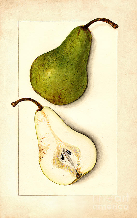 Vintage Botanical Pear Watercolor Fruit Painting Painting By Tina