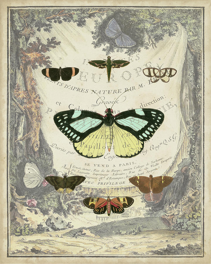 Vintage Butterfly Bookplate Painting by Vision Studio