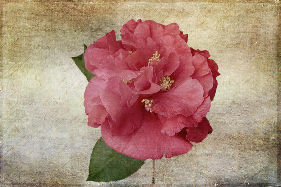 Vintage Camellia Digital Art by Terry Davis