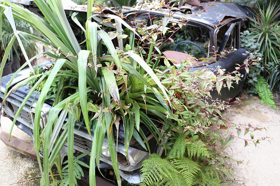Vintage Car Used As Container Garden Photograph by Bayle Doetch