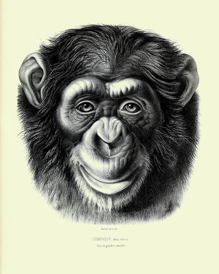 Chimpanzee Drawing Carinewbi