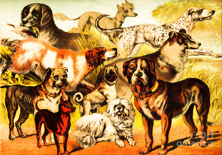 Vintage Dog Menagerie Painting by Peter Ogden