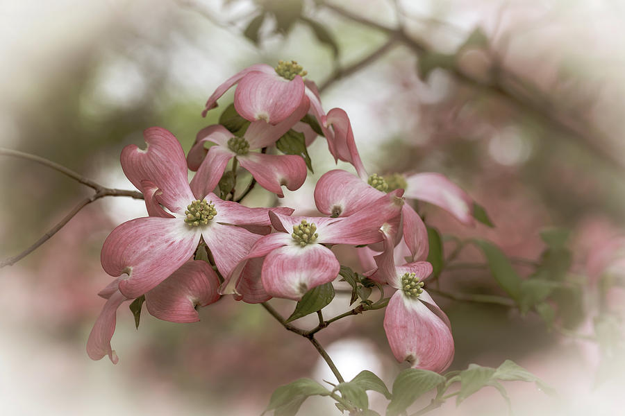 Vintage dogwood blossoms Photograph by Jack Clutter