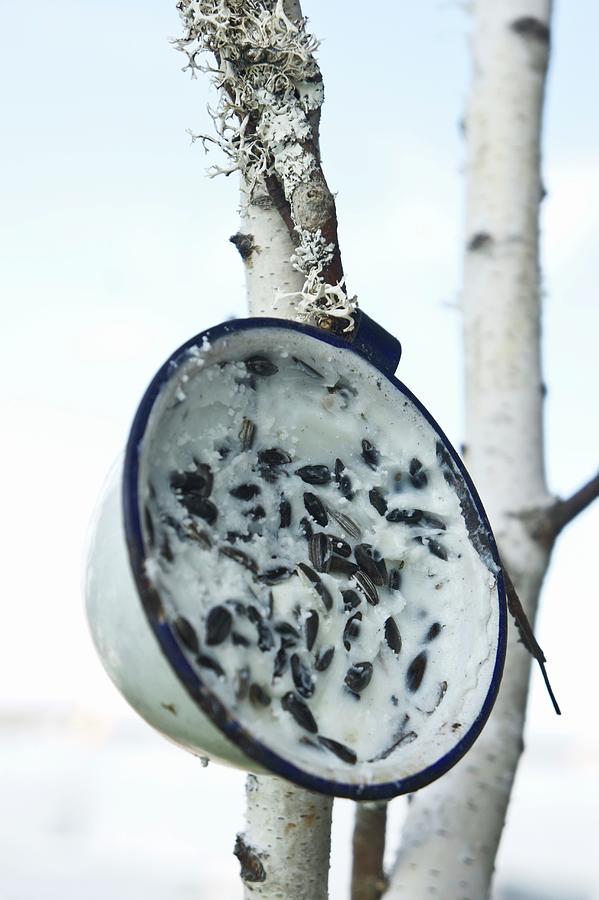 Vintage Enamel Cup Filled With Bird Cake Home Made From Coconut Oil And Sunflower Seeds Hung From Birch Trunk Photograph by Martina Schindler