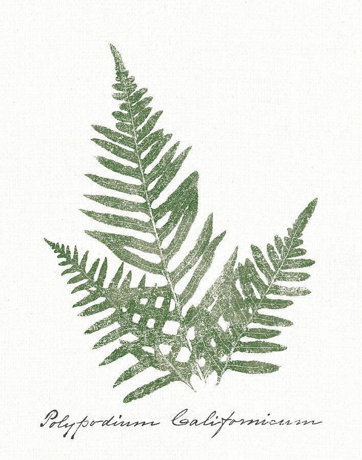 Vintage Ferns Xi No Border White Painting by Wild Apple Portfolio ...