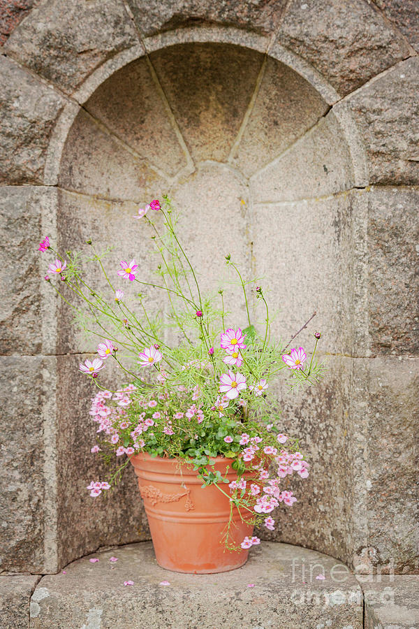 Vintage flower pot in alcove Photograph by Sophie McAulay