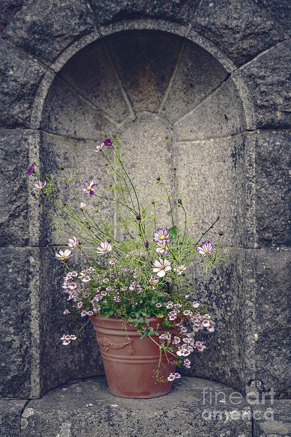 Vintage flower pot in stone alcove Photograph by Sophie McAulay