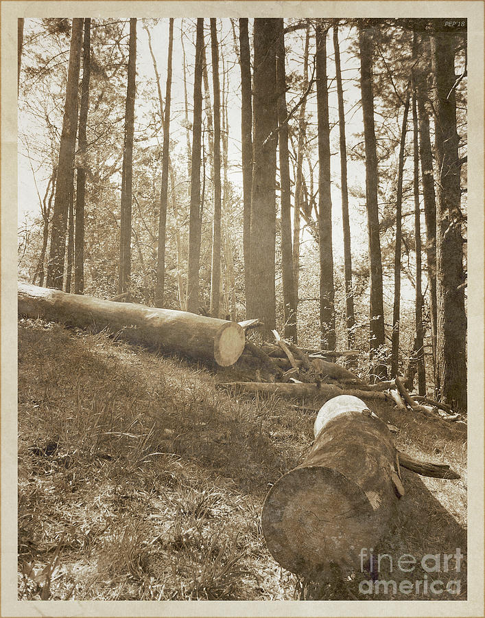 Vintage Forest Hillside Photograph by Phil Perkins