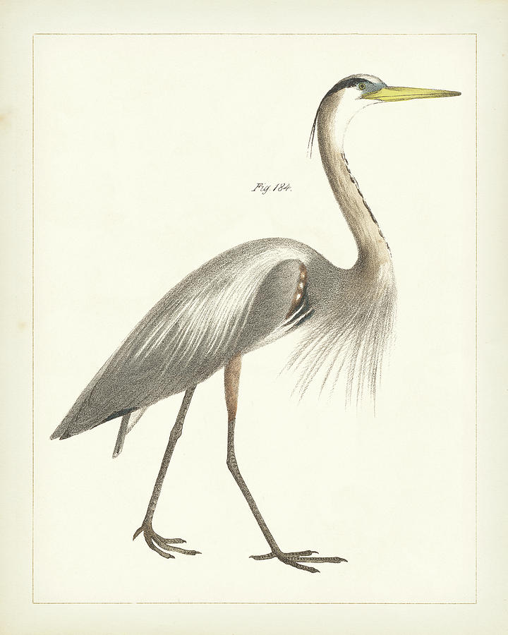 Animal Drawing - Vintage Heron I by Wild Apple Portfolio