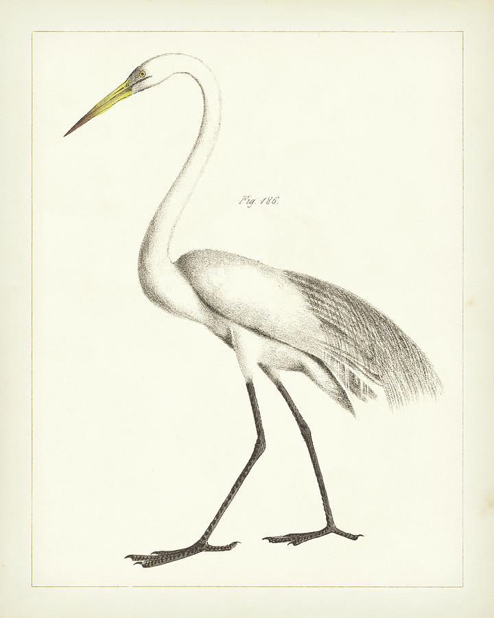 Animal Drawing - Vintage Heron II by Wild Apple Portfolio
