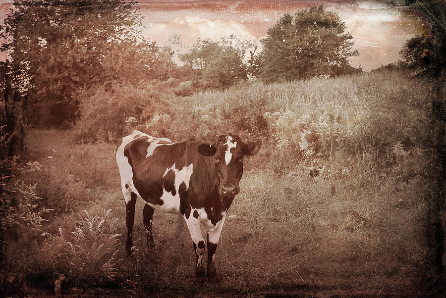 Vintage Holstein Portrait Photograph