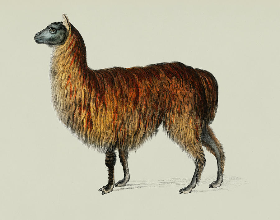 alpaca painting