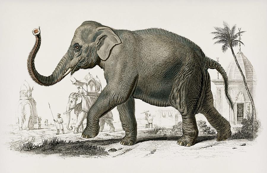 Vintage Illustration of Asiatic elephant  Elephas maximus  indicus Painting by Celestial Images