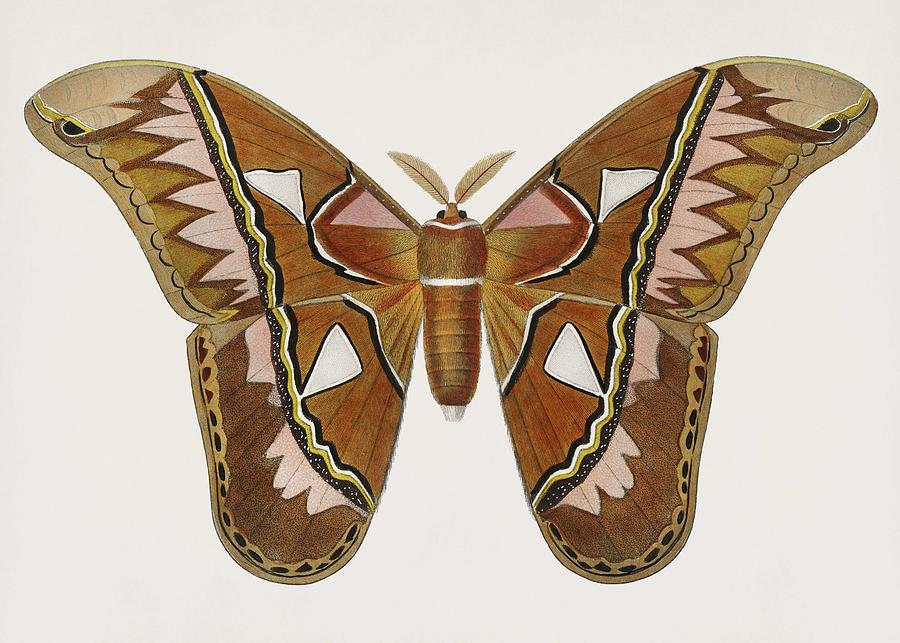 Vintage Illustration of Attacus Atlas Moth  Attacus Aurora  Painting by Celestial Images