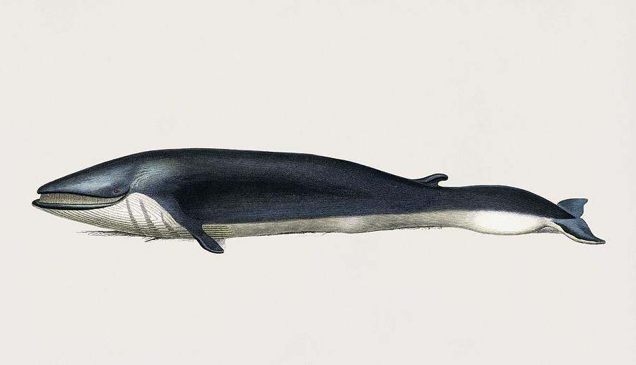Vintage Illustration of Balaenoptera rorqual Painting by Celestial Images