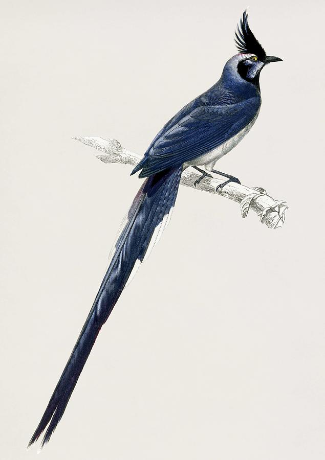 Vintage Illustration of Black-throated magpie jay  Pica colliei  Painting by Celestial Images