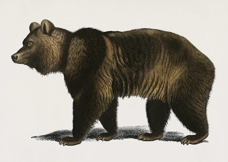 Vintage Illustration of Brown Bear  Ursus Arctos  Painting by Celestial Images